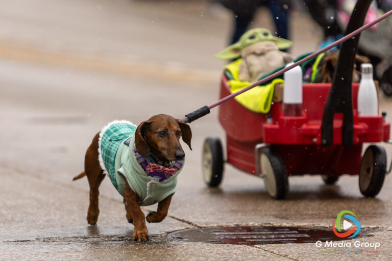 Highlights from the 2026 St. Charles St. Patrick's Parade. From bagpipes to festive floats, the community turned out in green to celebrate along the snowy Main Street route. | Photo GMedia Group