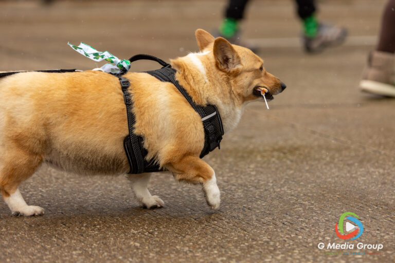 Highlights from the 2026 St. Charles St. Patrick's Parade. From bagpipes to festive floats, the community turned out in green to celebrate along the snowy Main Street route. | Photo GMedia Group