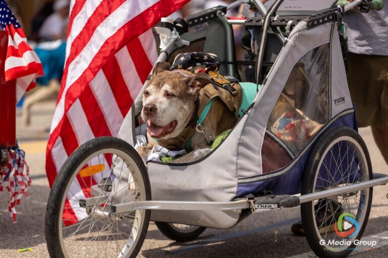CAROL STREAM, Ill. — July 4, 2026: Participants march down the parade route during the annual Carol Stream Independence Day Parade in Carol Stream, Ill., Saturday, July 4, 2026. Despite a week-long regional heat wave, the community-funded tradition—a village staple since 1987—drew large crowds for the nearly two-hour event, which honored local military veterans as the collective Grand Marshal. (GMedia Group/Zachary Gebis)