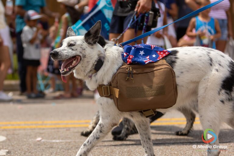 CAROL STREAM, Ill. — July 4, 2026: Participants march down the parade route during the annual Carol Stream Independence Day Parade in Carol Stream, Ill., Saturday, July 4, 2026. Despite a week-long regional heat wave, the community-funded tradition—a village staple since 1987—drew large crowds for the nearly two-hour event, which honored local military veterans as the collective Grand Marshal. (GMedia Group/Zachary Gebis)